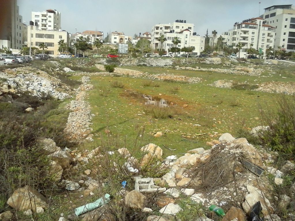 Quale specie di rospo smeraldino in Palestina? Bufotes variabilis